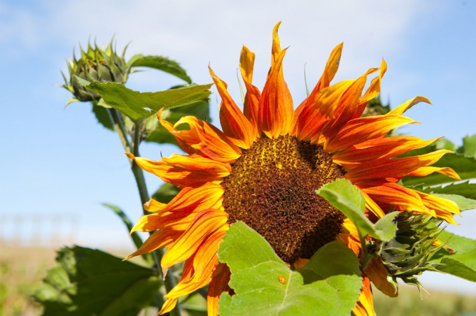 Sunflower, Reigate