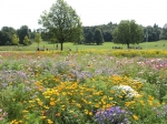 Wildflowers, Priory Park