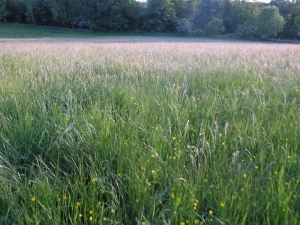 Meadow, Nork park