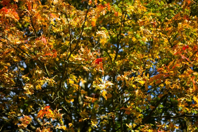 Horley in autumn